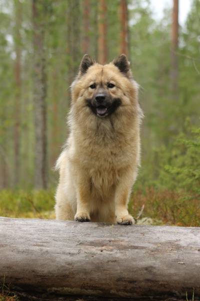 Siirry kuvagalleriaan