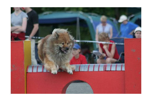 Harrastaja Eurasier 2003: Piparkakkutalon Kerttu Katala