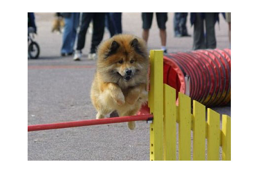 Harrastaja Eurasier 2004: Haukkuneuvos Jasperi