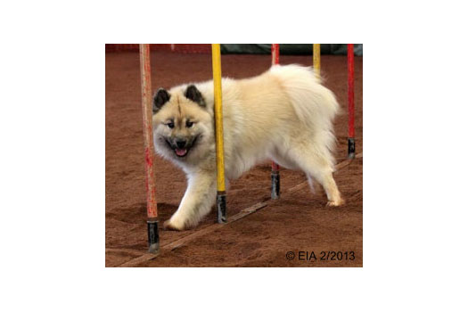 Harrastaja Eurasier 2012: Essente Oscar O'Deau