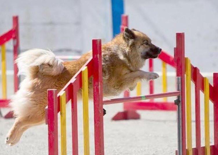 Harrastaja Eurasier 2016: Blueberry Kiss Barcelonnette