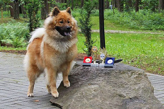 Näyttely Eurasier 2014 narttu: Belleur Benedetta