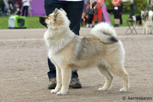 Näyttely Eurasier 2014 pentu: Helmi von Ragnvald