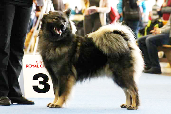Näyttely Eurasier 2015 narttu: Lumikedon Daigaduu