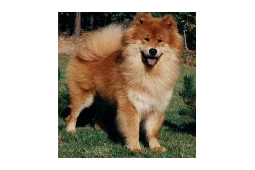 Näyttely Eurasier 2000: Akela von Attendara