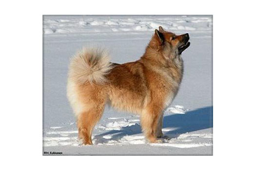 Näyttely Eurasier 2002: Northernpride Ma Baker