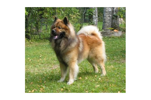 Näyttely Eurasier 2003: Harahill's Farkash
