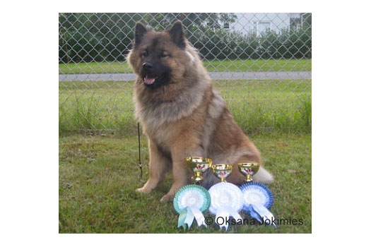 Näyttely Eurasier 2011: Asta vom Wolfsland