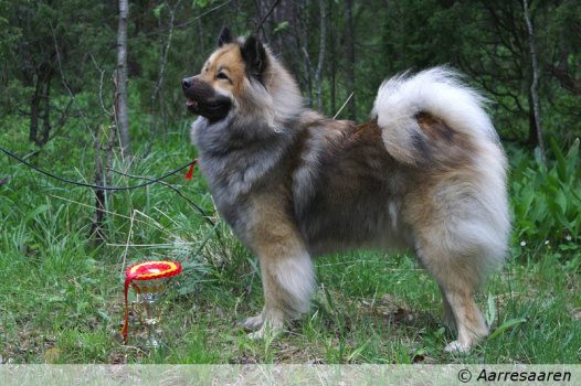 Harahill's Kamomilla